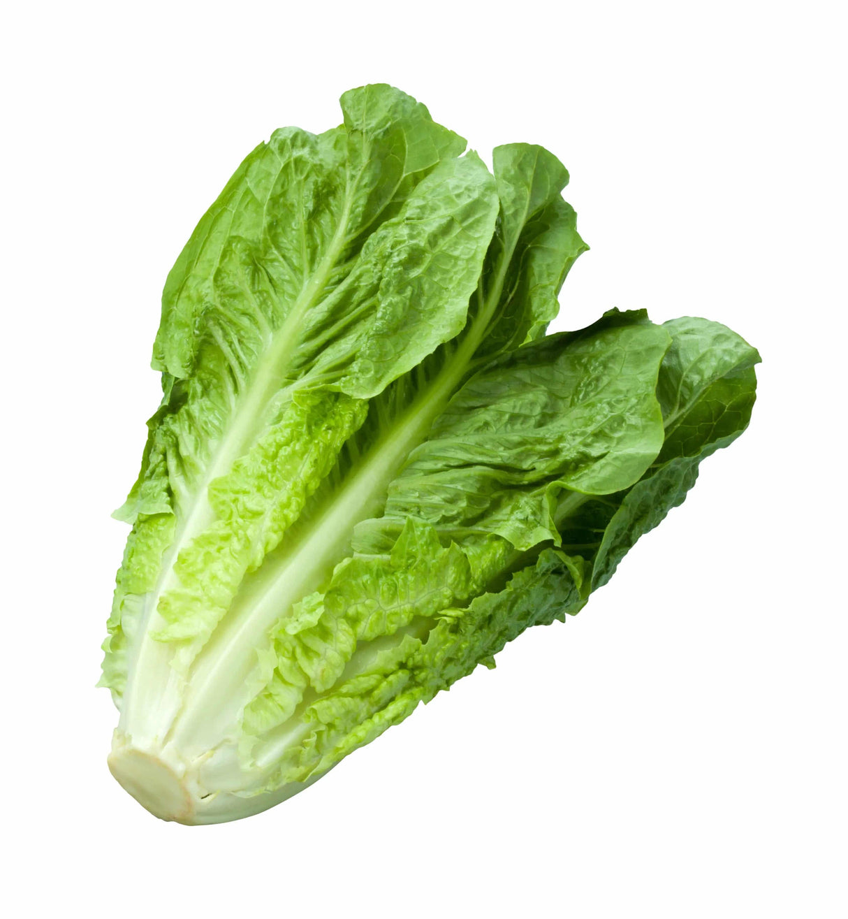 Romaine: 1 Piece - The Orchard
