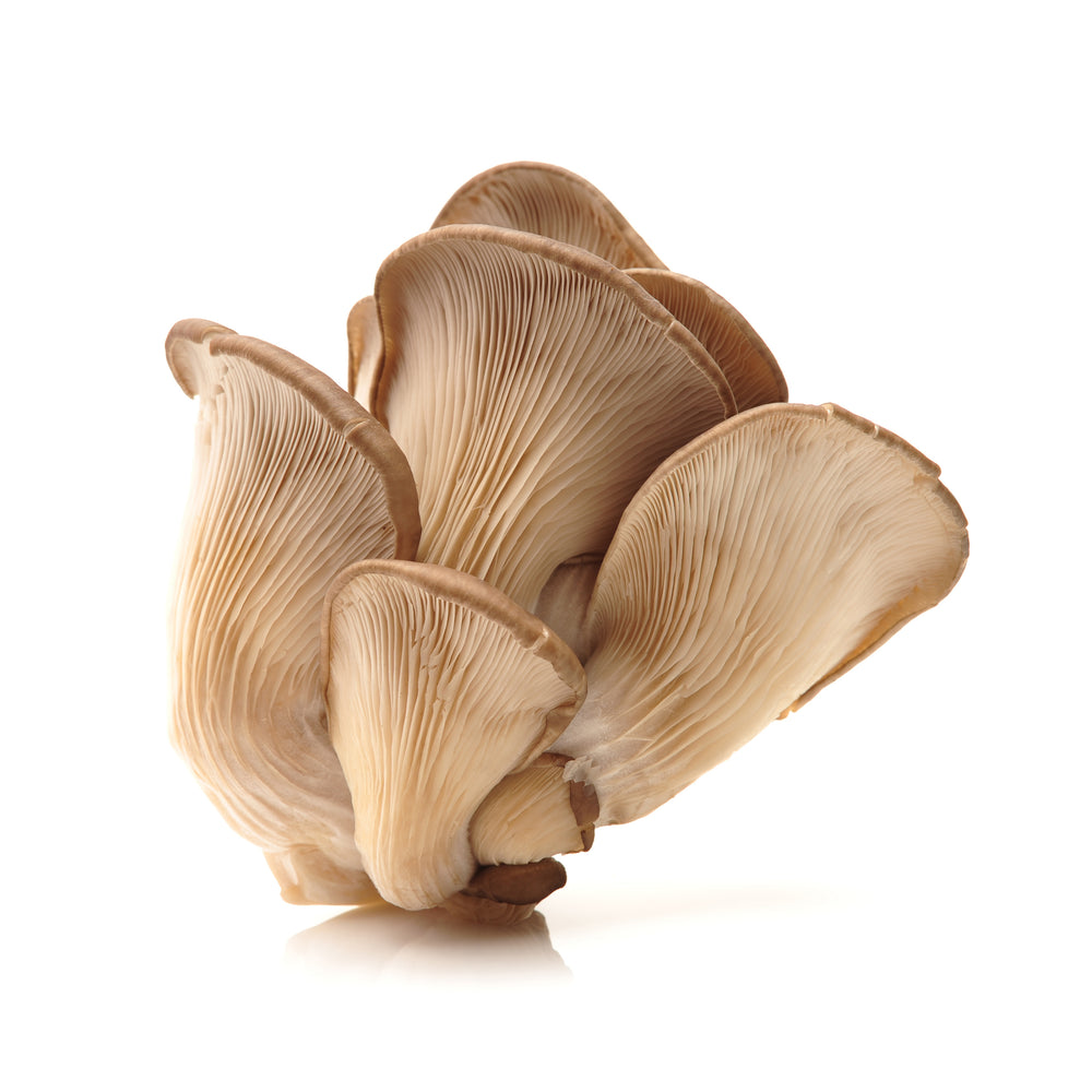 Mushrooms - Oyster  1 lb. - The Orchard Fruit