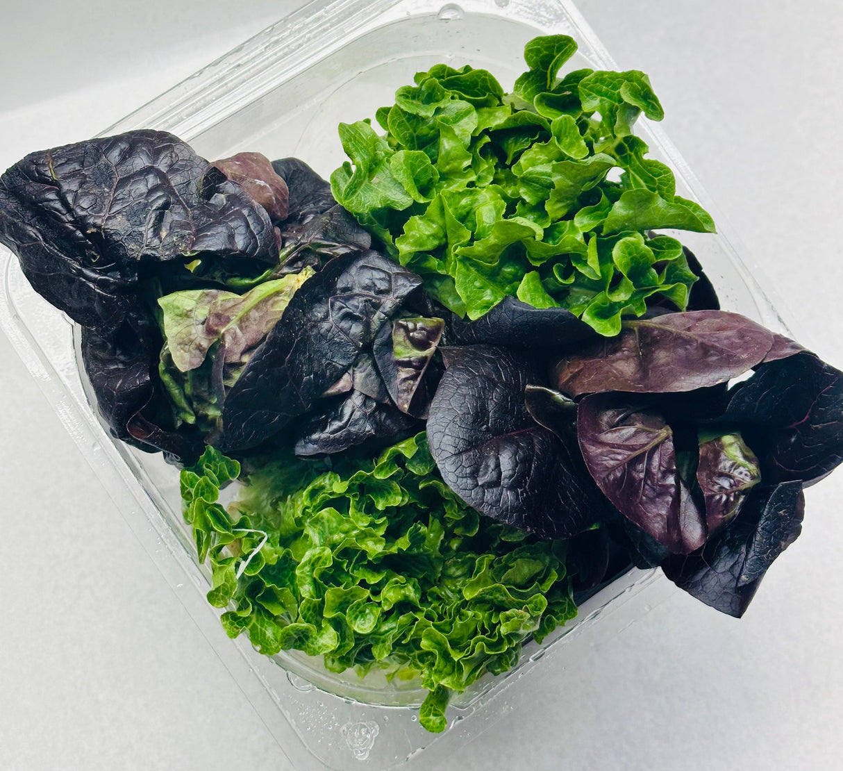 Artisan Lettuce - Cont. - The Orchard