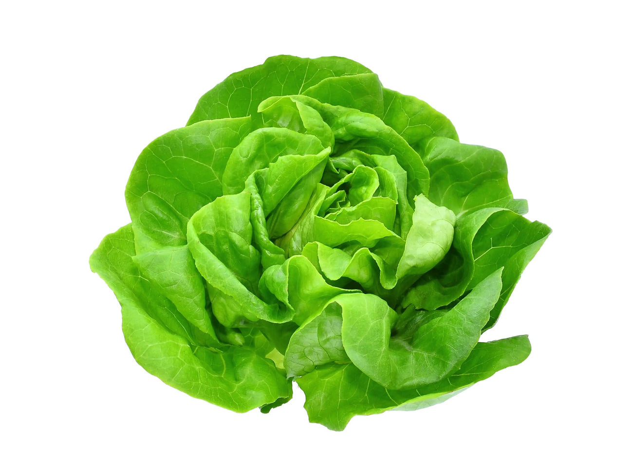 Boston Lettuce (Butter) - Pc - The Orchard