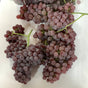 Champagne Grapes - Lb - The Orchard