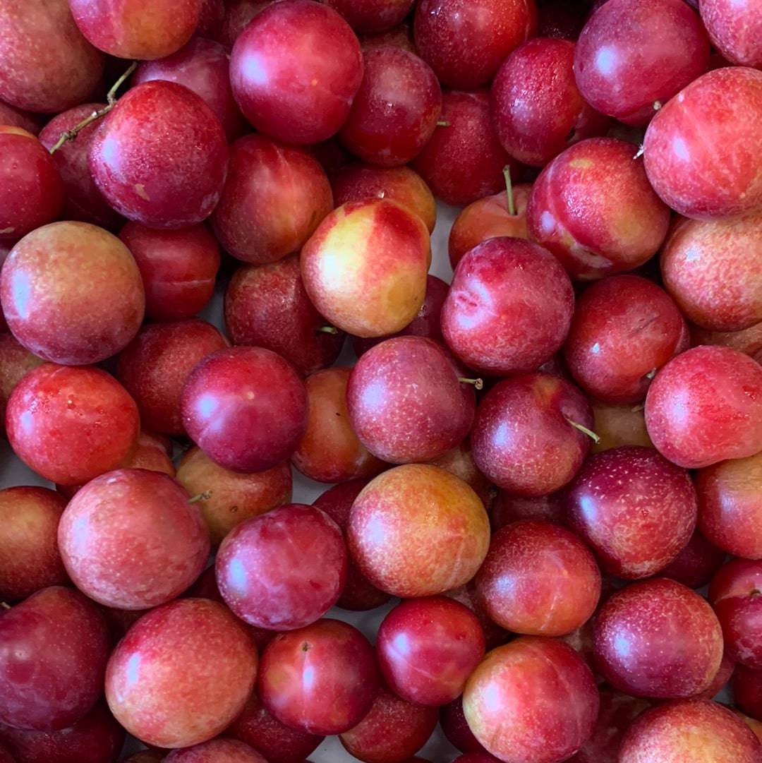 Cherry Plums  Red - Lb - The Orchard