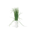 Chives - Bunch - The Orchard