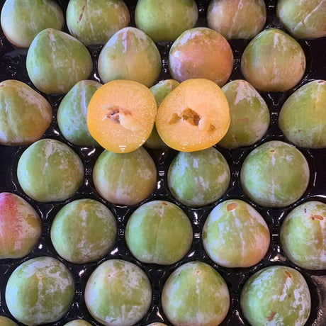 Green Gage Plum - LB - The Orchard